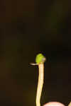 Threadleaf arrowhead